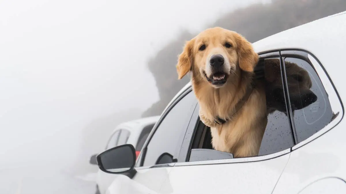 Golden Retriever Puppy Challenges Rival at Drive-Thru Window