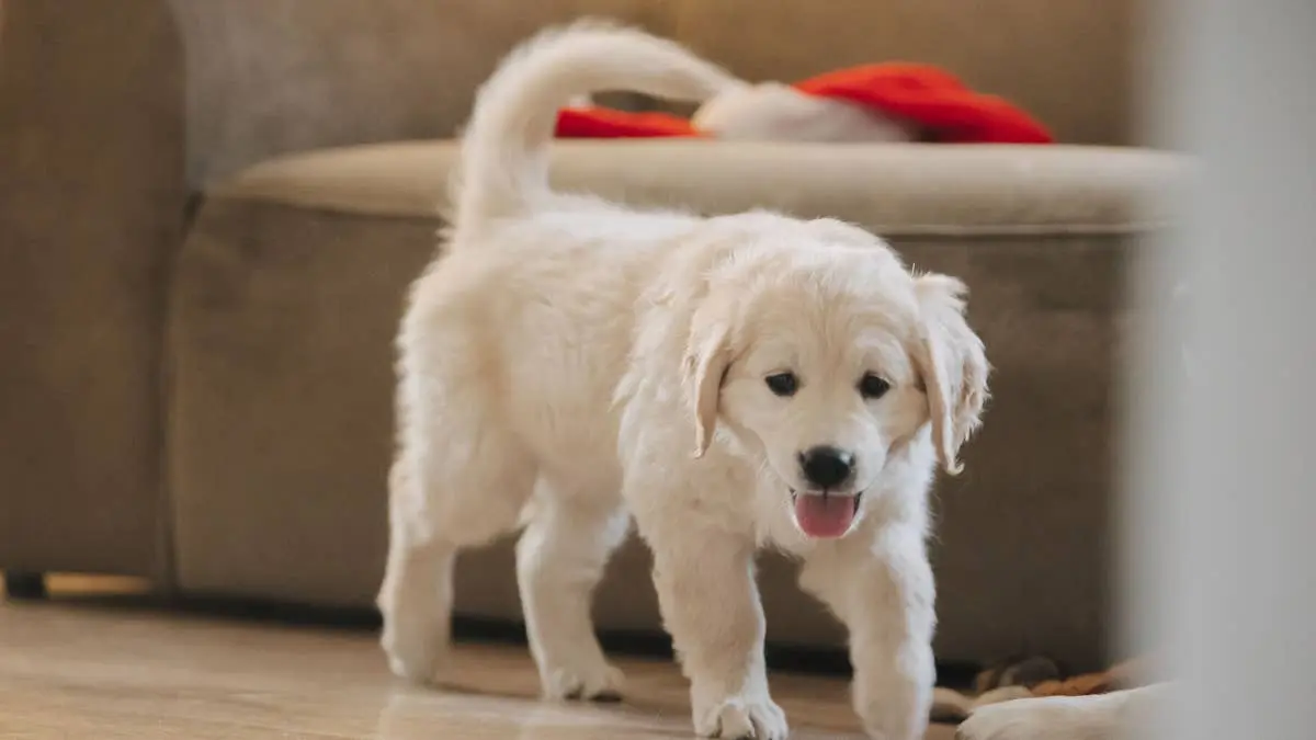 Golden Retriever Puppy Escapes Gate in Dramatic Heist‑Like Move