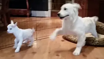 An Unlikely Friendship Blossoms Between a Golden Retriever and a Baby Goat