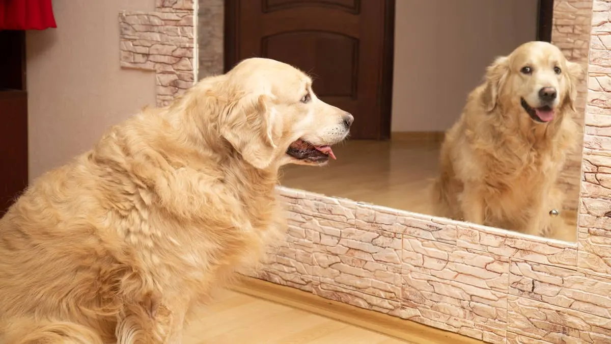 Golden Retriever Puppy Forms Unlikely Bond With Hallway Mirror