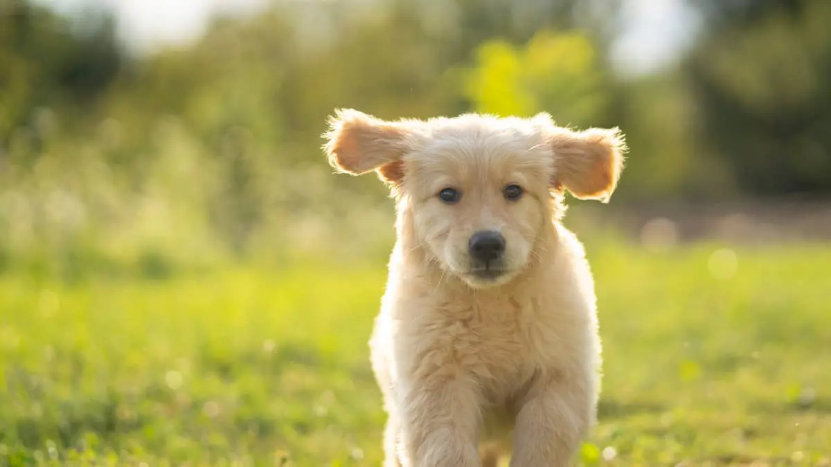 Golden Retriever Puppy Melts Hearts with Belly Rub Reaction