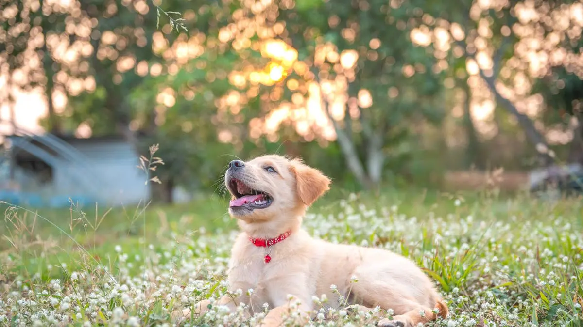 Golden Retriever Puppy Quietly Watches the Sunrise Each Morning as He Waits for Mom to Wake Up