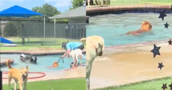 Golden Retriever Refuses to Leave His Favorite Daycare Facility