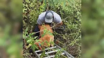 Rescue Mission Saves Golden Retriever from Hurricane‑Damaged Ditch