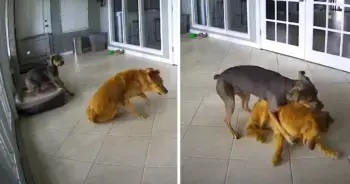 Golden Retriever Seizes, Devoted Friend Steps In To Help