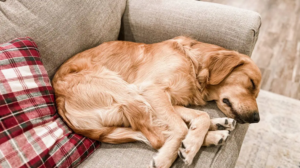 Sleeping Golden Retriever Resembles Bakery Treat, Captivating Online Viewers