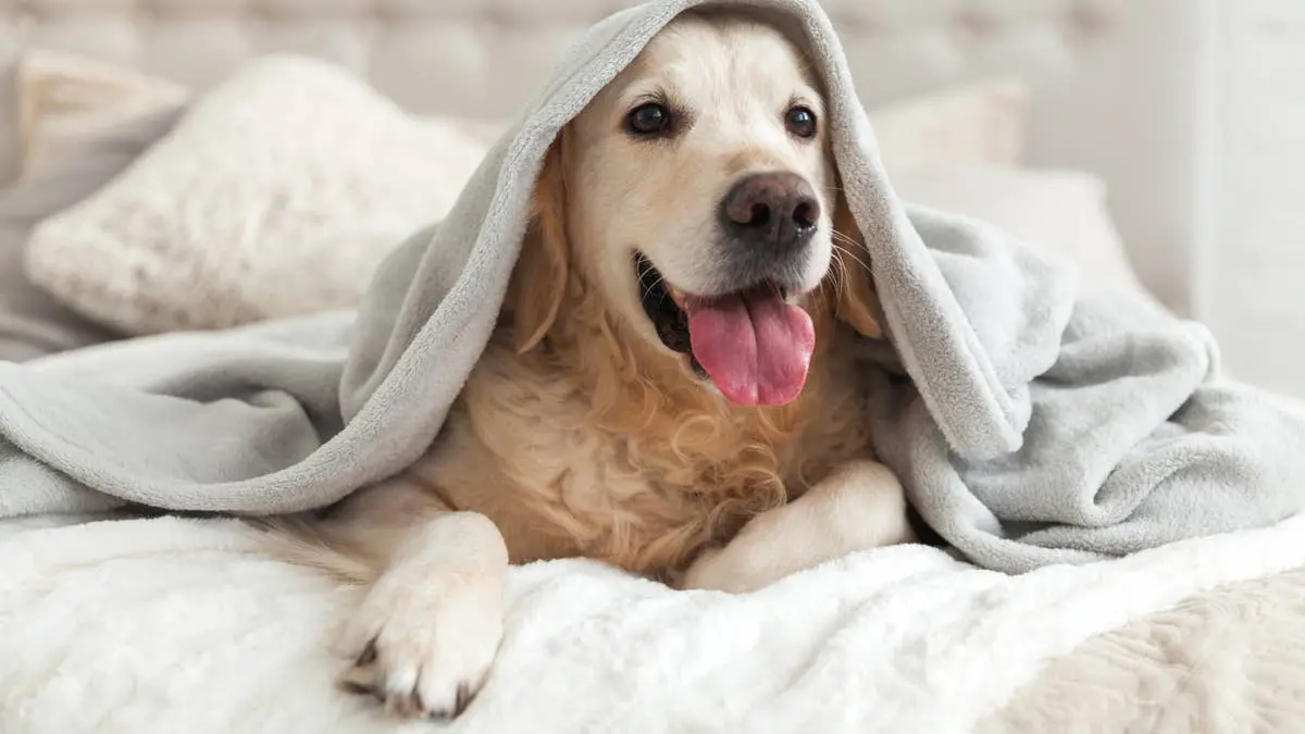 Golden Retriever Turns Air Mattress Into Plaything, Sparks Hilarious Chaos