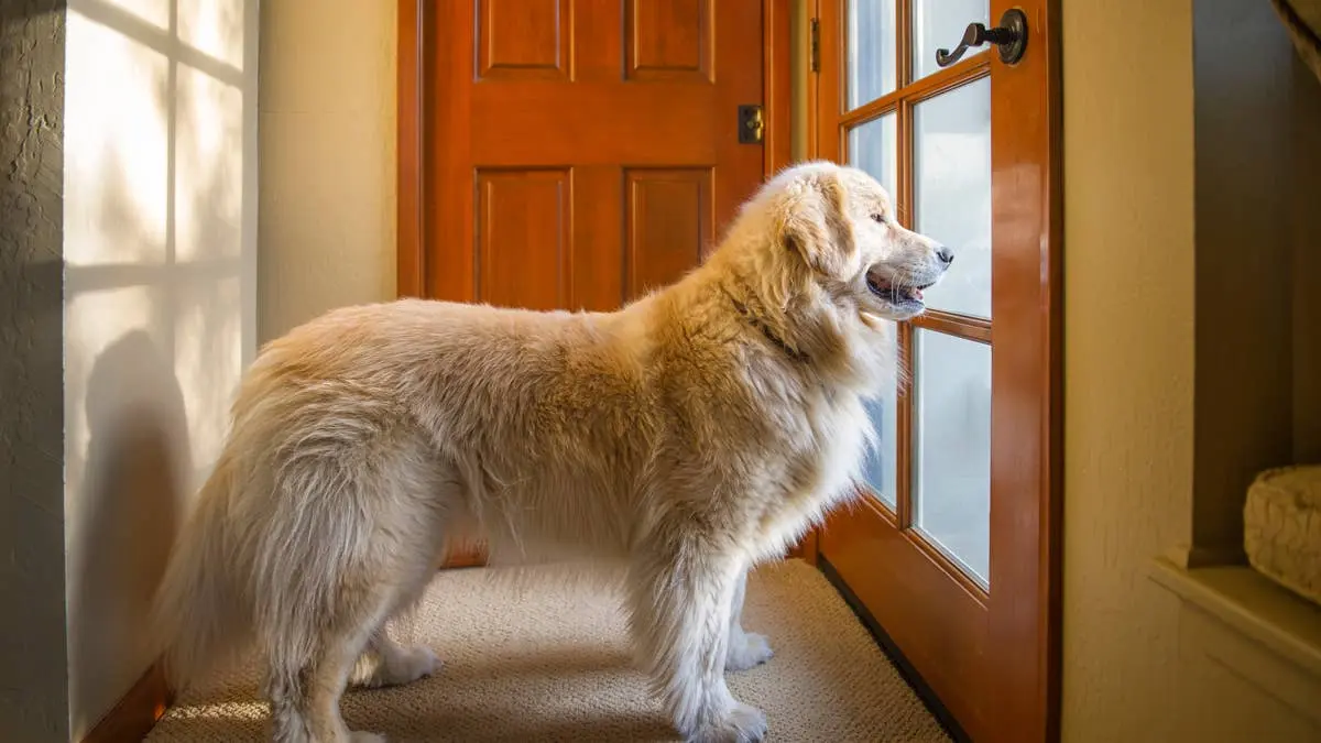 A Golden Retriever's First Porch Encounter Ends in a Familiar Scramble
