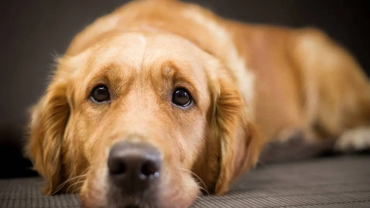 Golden Retriever Presents Unimpressed Face After Mom Trims His Ear Fluff