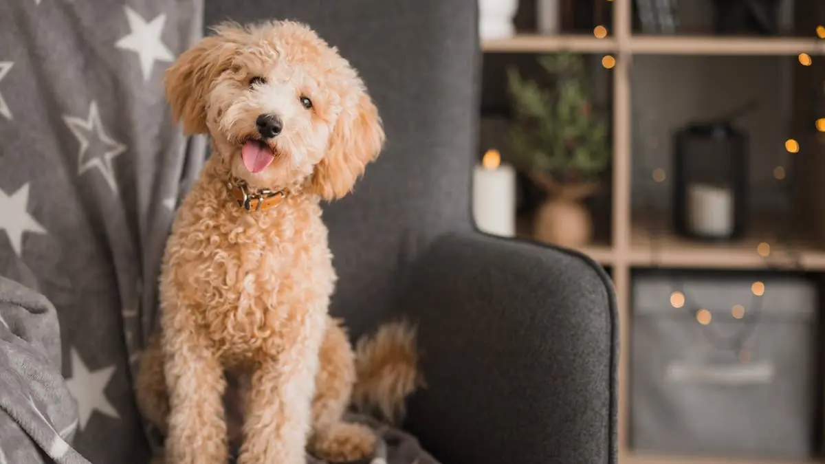 Goldendoodle Look‑Alikes: Five Fluffy Breeds Worth Considering