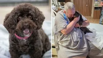 Grandpa’s Unexpected Lifesaver: Rescue Dog’s Persistent Nudge Leads to Emergency Care