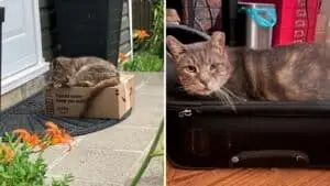 Senior Gray Tabby Discovered Resting on Amazon Package in New York