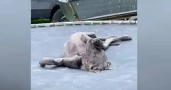 Great Dane Puppy „Moose” Stuns Viewers with Trampoline „Meditation”