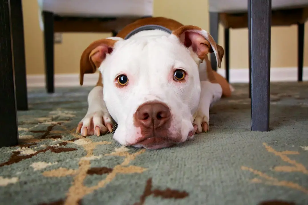 Dog Refuses to Part Ways With Massive Stick Indoors