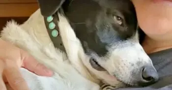 Grieving dog finds new purpose through puppy sibling