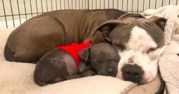 A Grieving Pit Bull Finds New Purpose After Adopting An Orphaned Puppy