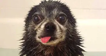 Grumpy Old Man Dog Wins Hearts After Being Treated Like Royalty
