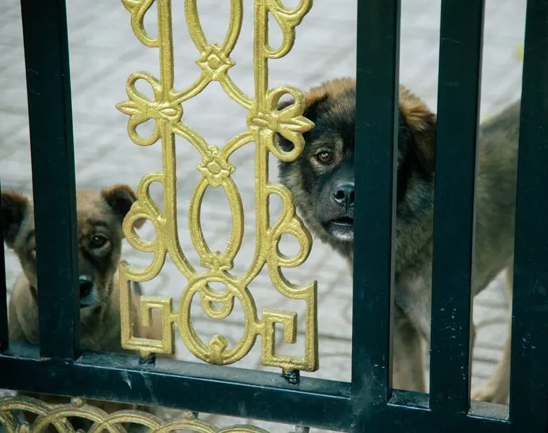 Understanding the Distinction Between Guard and Protection Dogs