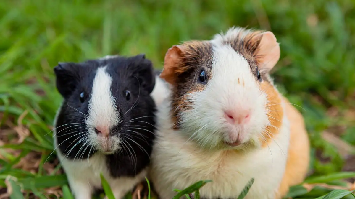 Guinea Pigs Go Viral by Doing Nothing at All