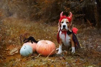 Halloween Treats Spark Mischievous Behavior In 11 Dog Breeds