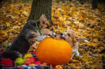 Healthy Pumpkin Treats for Dogs: 7 Top Picks