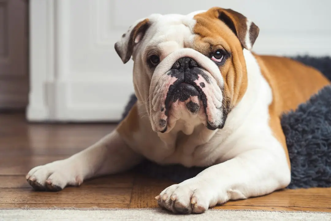 Heartbreaking Shelter Video Shows Frightened Bulldog Refusing to Enter Kennel