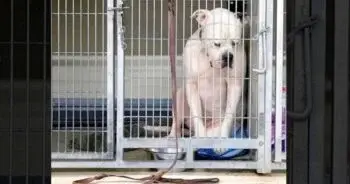 Heartbroken Bulldog Abandoned at Indiana Shelter Struggles to Cope