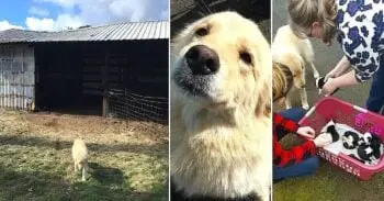 A Heartbroken Mother Dog Finds New Purpose After Tragic Barn Fire