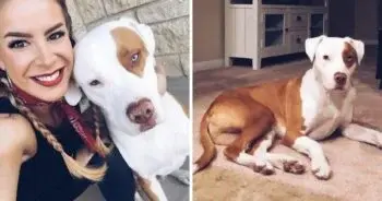 Heartbroken Owner Warns Others After Tragic Loss of Beloved Dog Petey