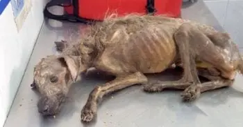 Hercules the Street Dog Finds a Christmas Miracle in Buenos Aires