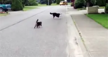 Cat Saves Dog from Neighborhood Bully