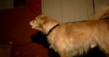 Hero Dog Alerts Owner to Hidden Threat in Home Walls