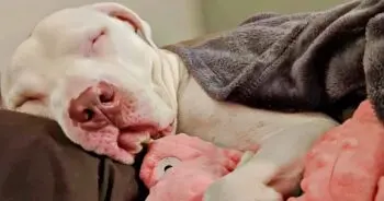 Hero Gets a New Home After Years on California Streets
