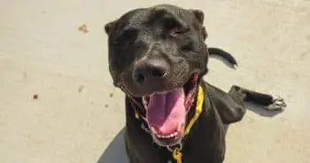 Hero VIP Club Members Helped Draco Find A Family & His New Mom Find Joy Again