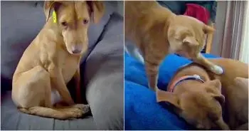 Hidden Camera Reveals Deep Bond Between Pet Cat And Anxious Dog