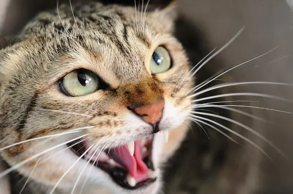 The Hidden Dental Problem in Cats That Most Owners Miss