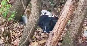Hidden Puppies Found Beneath Exhausted Mother Dog in Forest Clearing