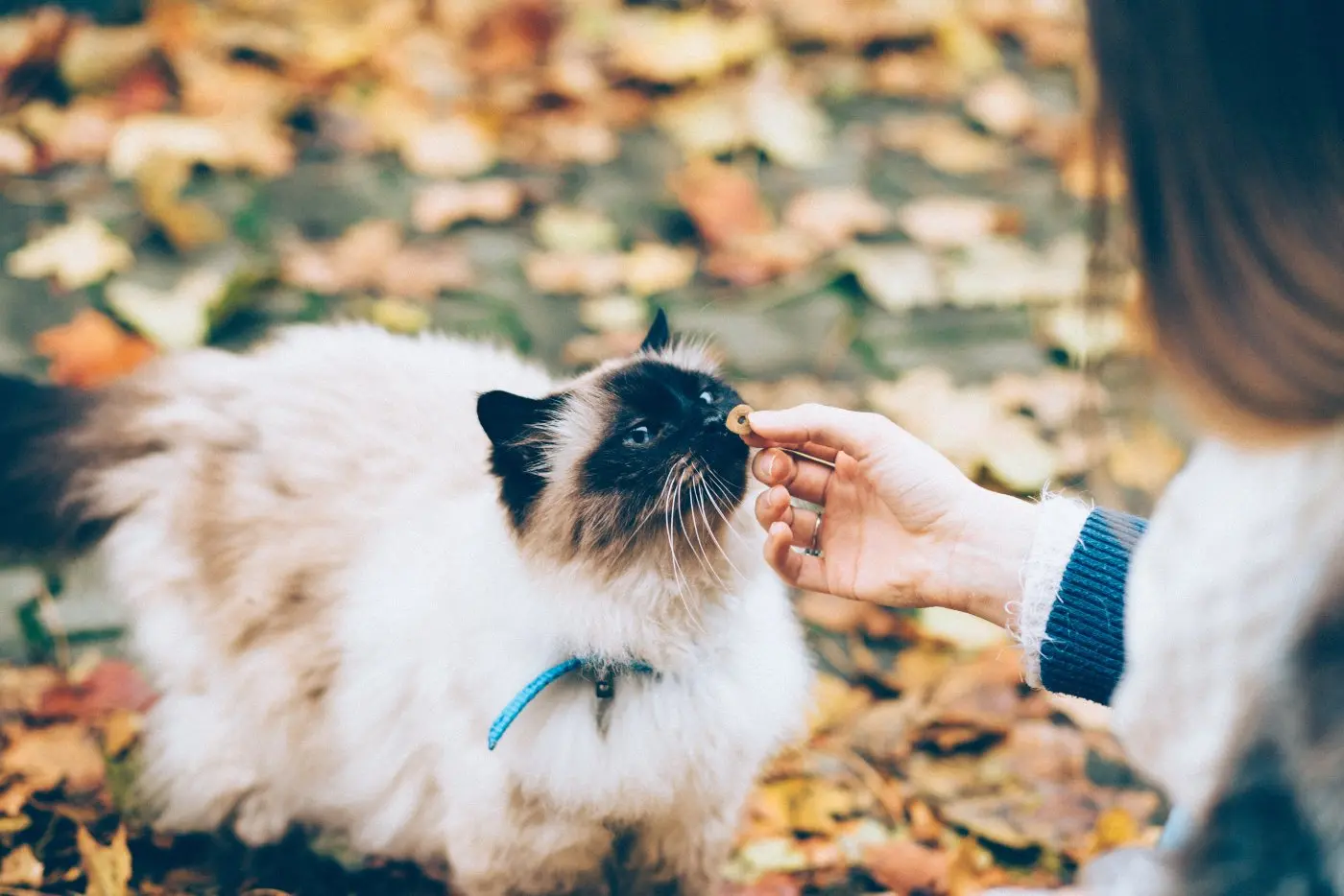 Hidden Rules of the Cat That Runs Your Home