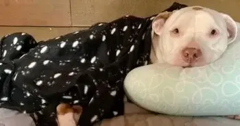 Dog Finds Peace After Years of Homelessness