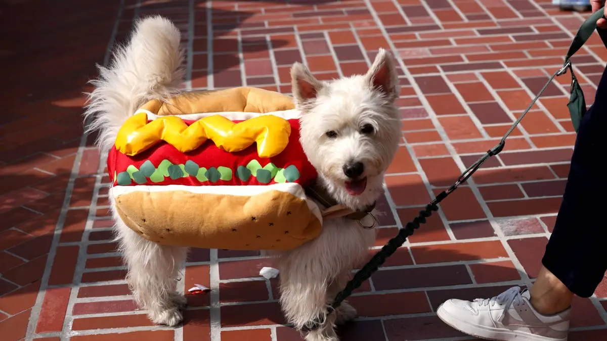 Hot Dog Leads Halloween Dog Costume Searches, Camp Bow Wow Reports