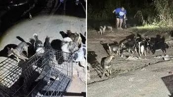 Houston Driver Finds Dozens of Abandoned Dogs After Spotting One Puppy