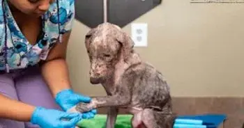 Healing Hope for Houston's Hardest Hit Hound