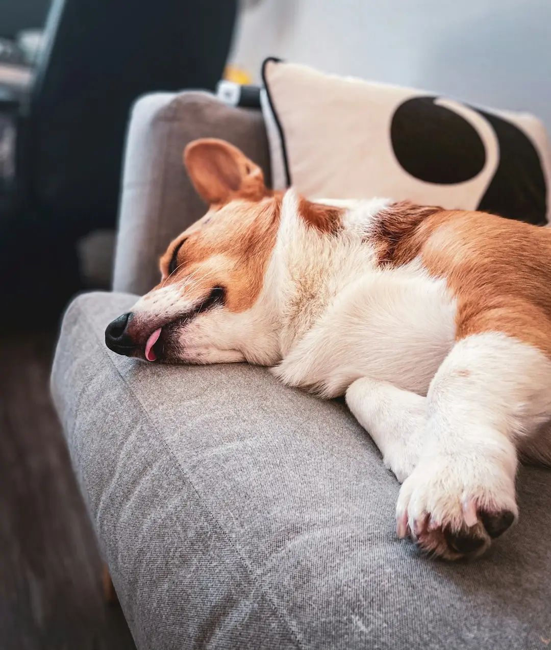 How Long Does a Dog Need to Recover After Fireworks?