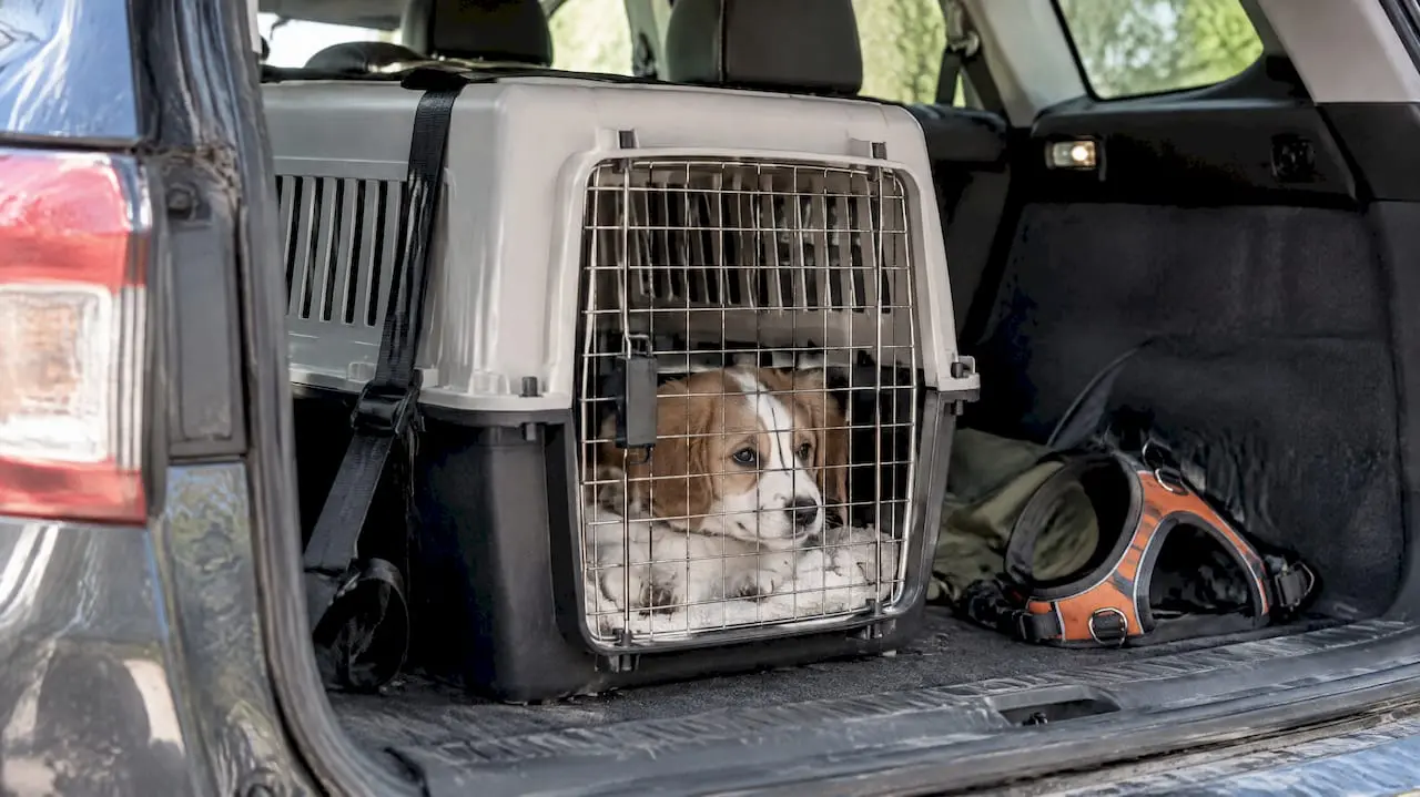 Getting Puppies Road Trip Ready With Simple Steps
