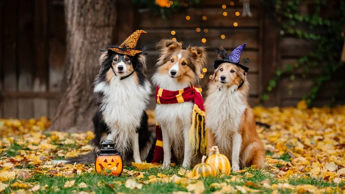 How to Keep Halloween Spooky and Fun Without Scaring Your Dog, According to a Veterinarian