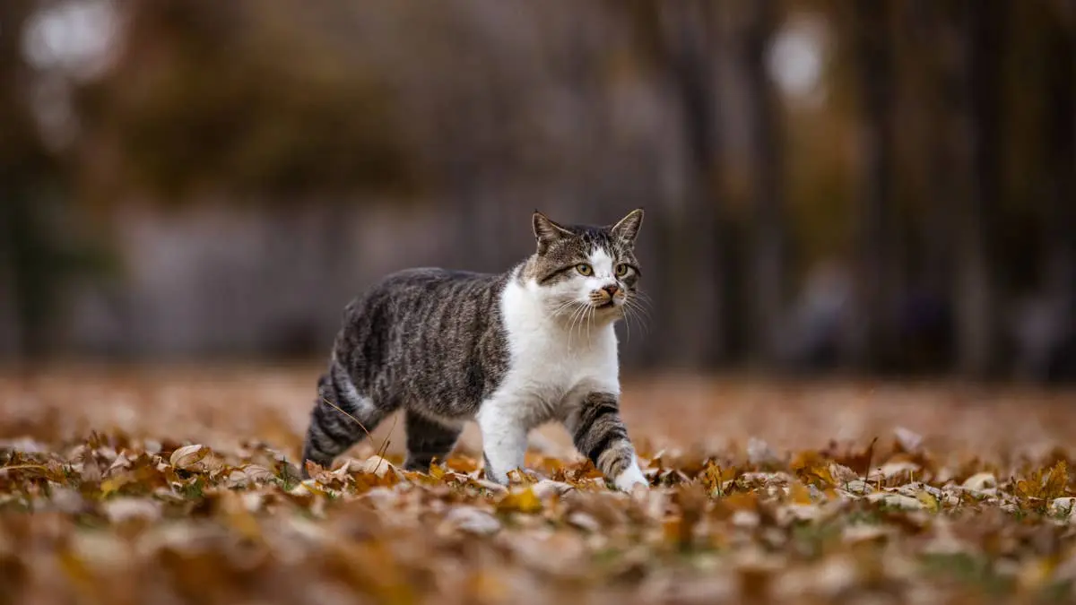 How to Help Keep Stray Cats Warm on Cold Autumn Nights, According to a Vet