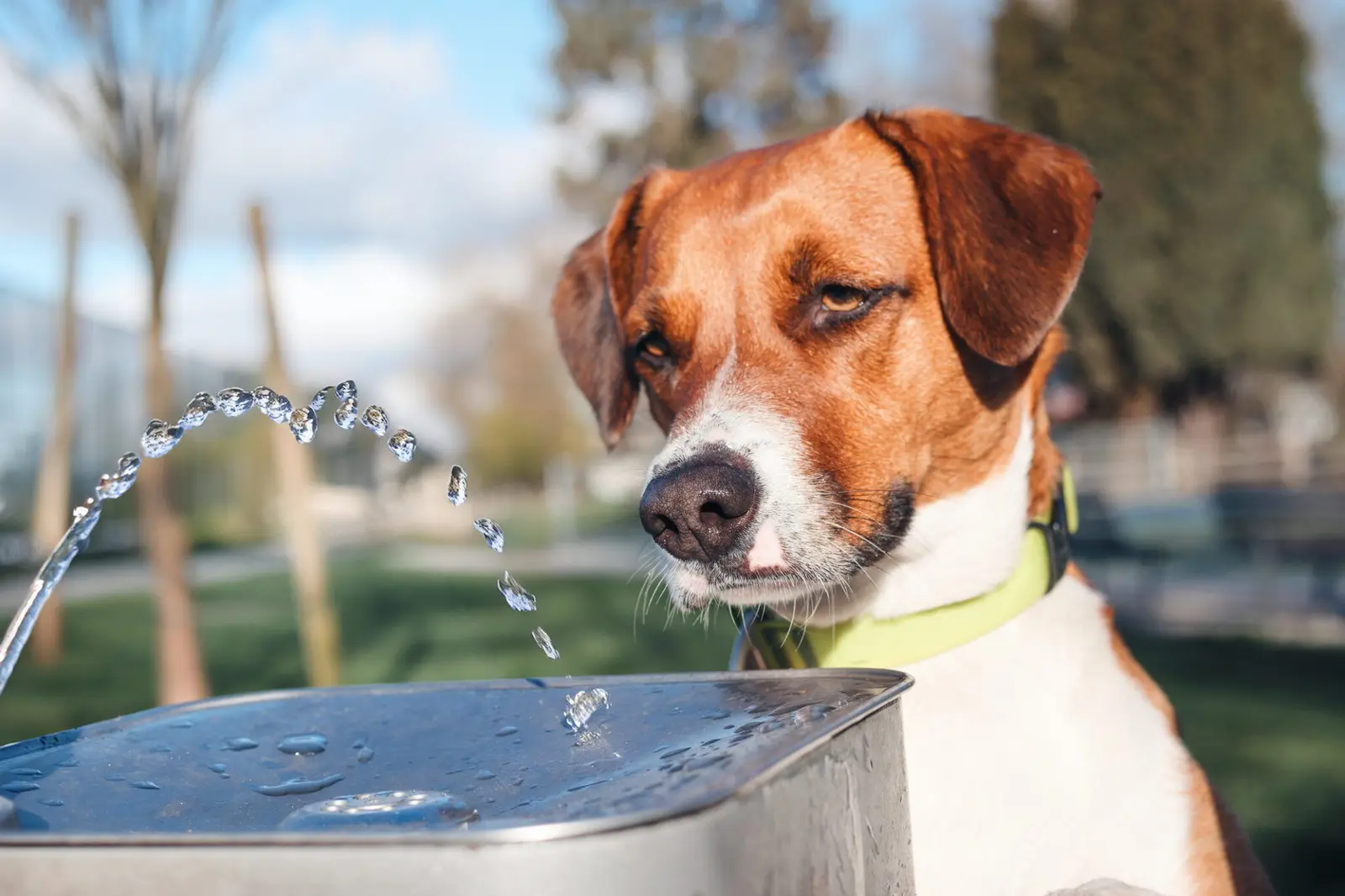 How to Manage Mild Diarrhea in Dogs at Home