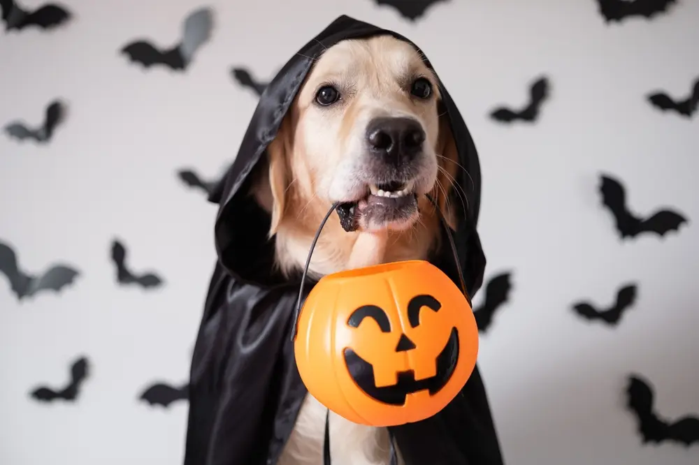 Halloween Hazards for Dogs: How to Protect Your Pet from Trick-or-Treat Dangers