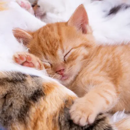 How To Safely Introduce A New Kitten When You Already Have Cats