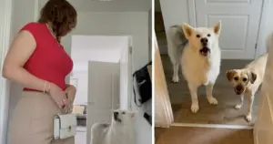 Hugo The Alaskan Malamute Appears To Ask His Owner A Question